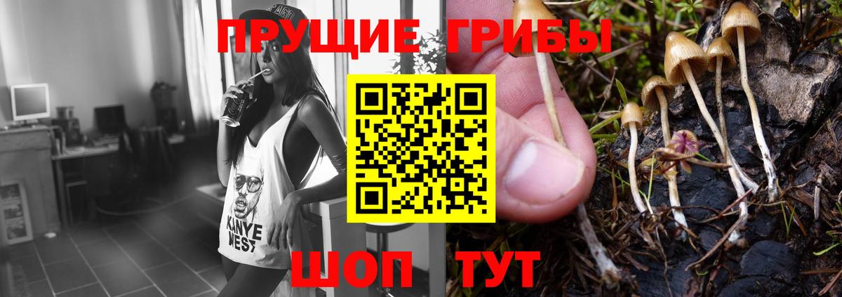 купить  сайты  Ефремов  Псилоцибиновые грибы Psilocybine cubensis 